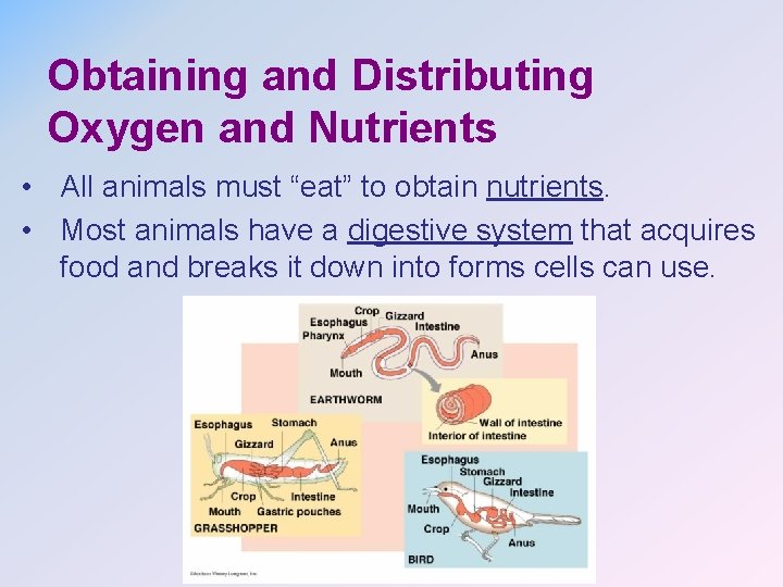 Obtaining and Distributing Oxygen and Nutrients • All animals must “eat” to obtain nutrients.