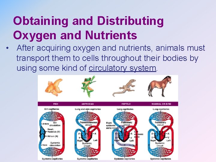 Obtaining and Distributing Oxygen and Nutrients • After acquiring oxygen and nutrients, animals must