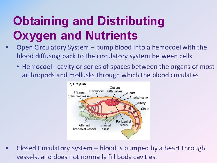 Obtaining and Distributing Oxygen and Nutrients • Open Circulatory System – pump blood into