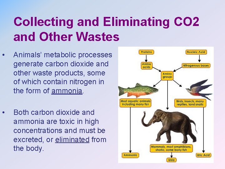 Collecting and Eliminating CO 2 and Other Wastes • Animals’ metabolic processes generate carbon