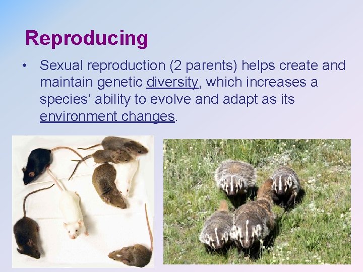 Reproducing • Sexual reproduction (2 parents) helps create and maintain genetic diversity, which increases