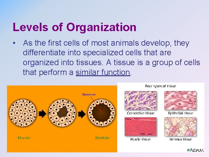 Levels of Organization • As the first cells of most animals develop, they differentiate