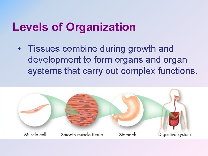 Levels of Organization • Tissues combine during growth and development to form organs and