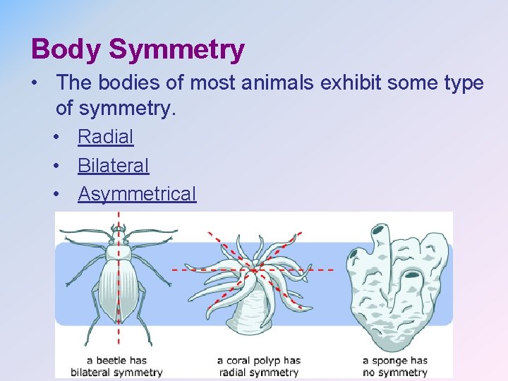 Body Symmetry • The bodies of most animals exhibit some type of symmetry. •