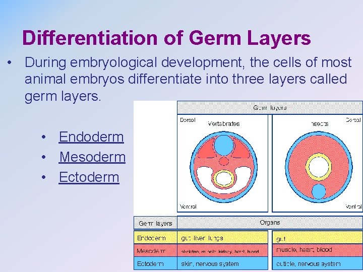 Differentiation of Germ Layers • During embryological development, the cells of most animal embryos