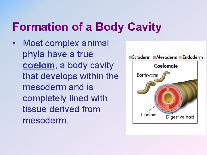 Formation of a Body Cavity • Most complex animal phyla have a true coelom,