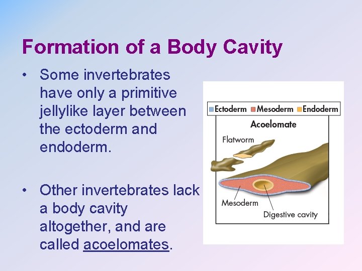 Formation of a Body Cavity • Some invertebrates have only a primitive jellylike layer