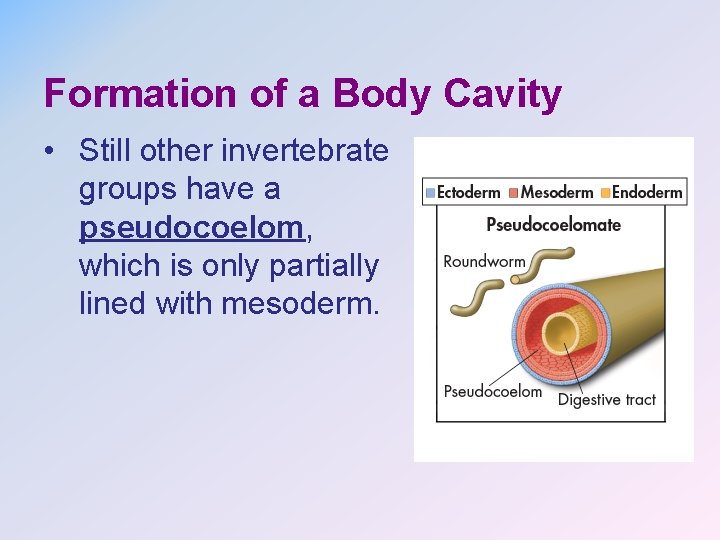 Formation of a Body Cavity • Still other invertebrate groups have a pseudocoelom, which