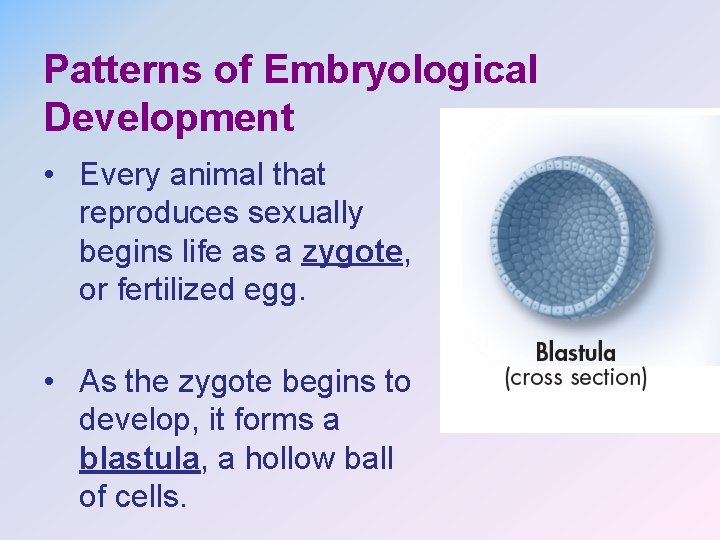 Patterns of Embryological Development • Every animal that reproduces sexually begins life as a