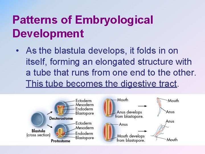 Patterns of Embryological Development • As the blastula develops, it folds in on itself,