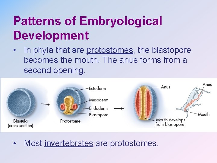 Patterns of Embryological Development • In phyla that are protostomes, the blastopore becomes the