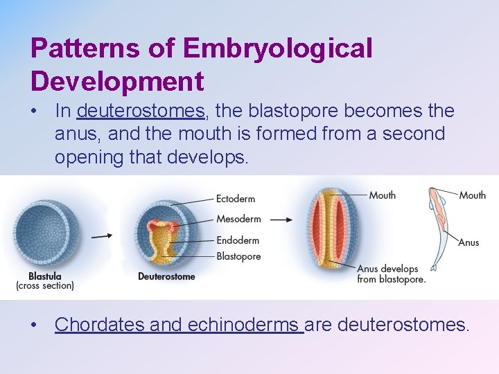 Patterns of Embryological Development • In deuterostomes, the blastopore becomes the anus, and the