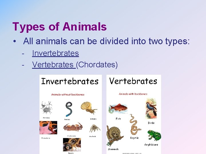 Types of Animals • All animals can be divided into two types: - Invertebrates