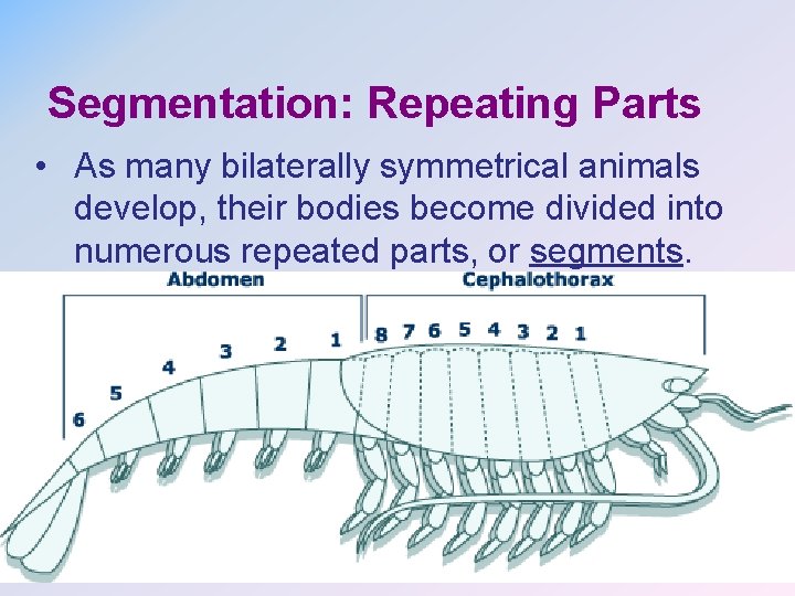 Segmentation: Repeating Parts • As many bilaterally symmetrical animals develop, their bodies become divided