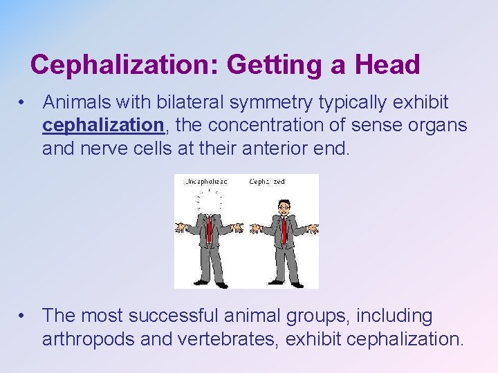 Cephalization: Getting a Head • Animals with bilateral symmetry typically exhibit cephalization, the concentration