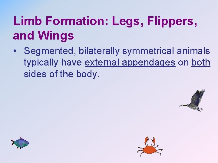 Limb Formation: Legs, Flippers, and Wings • Segmented, bilaterally symmetrical animals typically have external