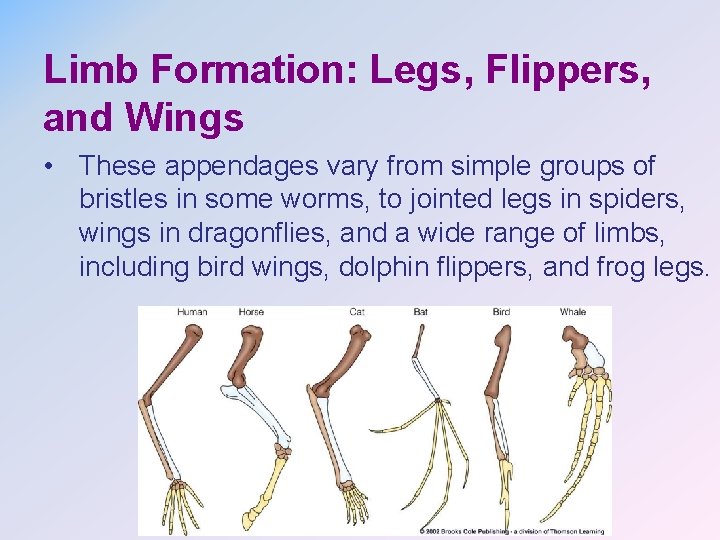 Limb Formation: Legs, Flippers, and Wings • These appendages vary from simple groups of