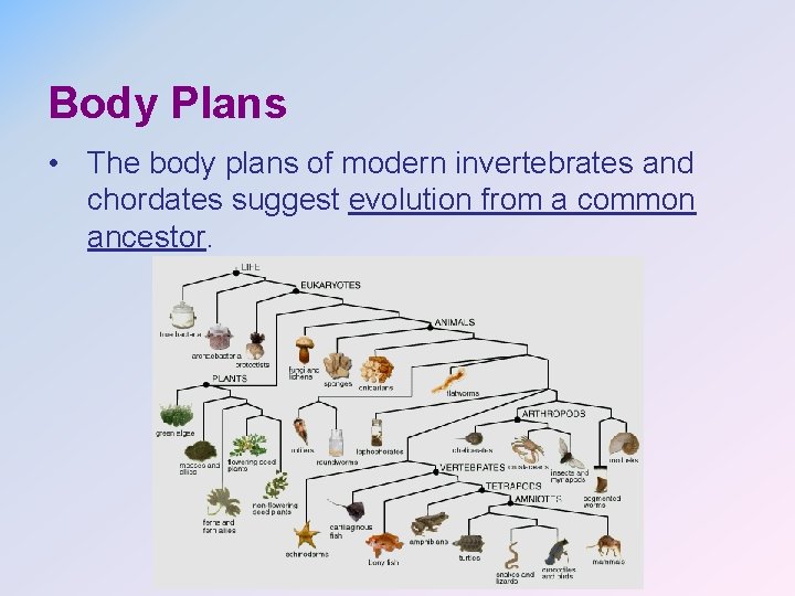 Body Plans • The body plans of modern invertebrates and chordates suggest evolution from