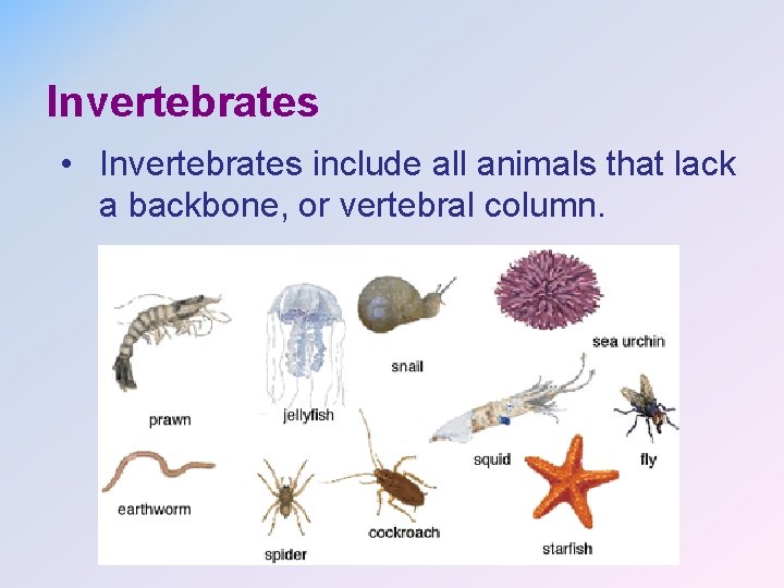 Invertebrates • Invertebrates include all animals that lack a backbone, or vertebral column. 