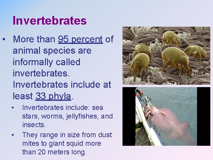 Invertebrates • More than 95 percent of animal species are informally called invertebrates. Invertebrates
