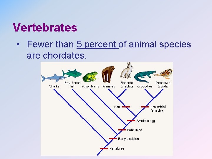 Vertebrates • Fewer than 5 percent of animal species are chordates. 