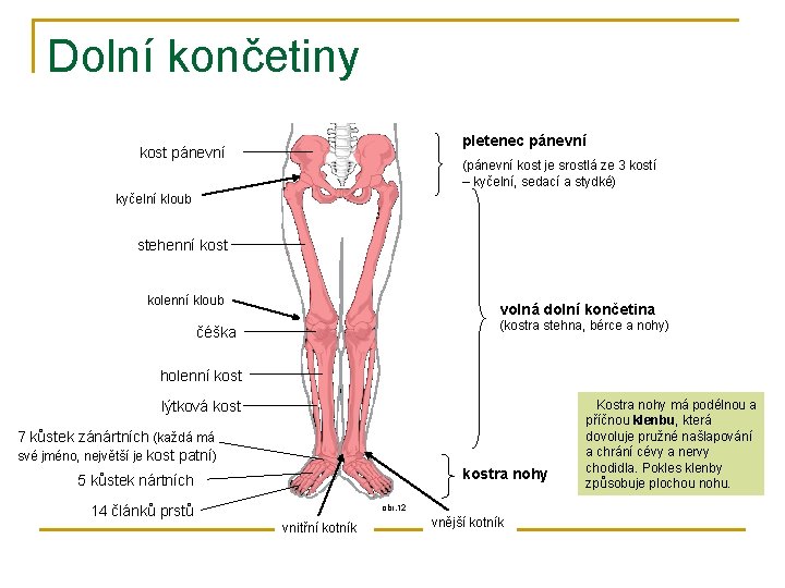 Dolní končetiny pletenec pánevní kost pánevní (pánevní kost je srostlá ze 3 kostí –