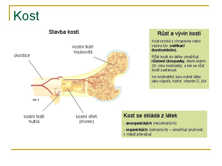 Kost Stavba kosti kostní tkáň houbovitá okostice Růst a vývin kosti Kost vzniká z