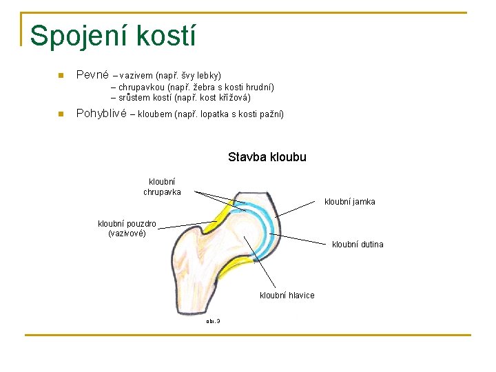 Spojení kostí n Pevné – vazivem (např. švy lebky) – chrupavkou (např. žebra s