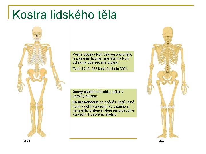 Kostra lidského těla Kostra člověka tvoří pevnou oporu těla, je pasivním hybným aparátem a