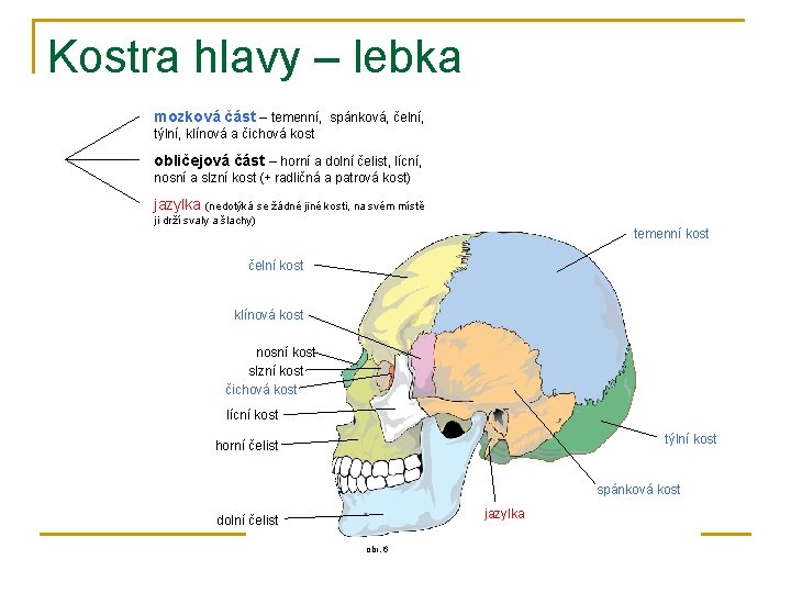 Kostra hlavy – lebka mozková část – temenní, spánková, čelní, týlní, klínová a čichová