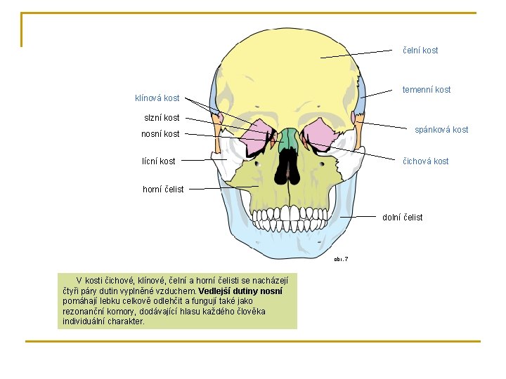 čelní kost temenní kost klínová kost slzní kost spánková kost nosní kost lícní kost