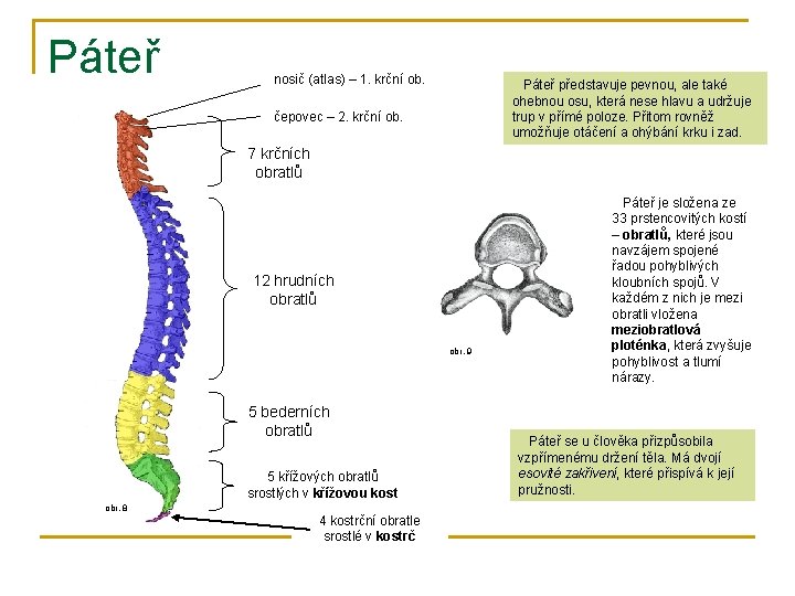 Páteř nosič (atlas) – 1. krční ob. Páteř představuje pevnou, ale také ohebnou osu,