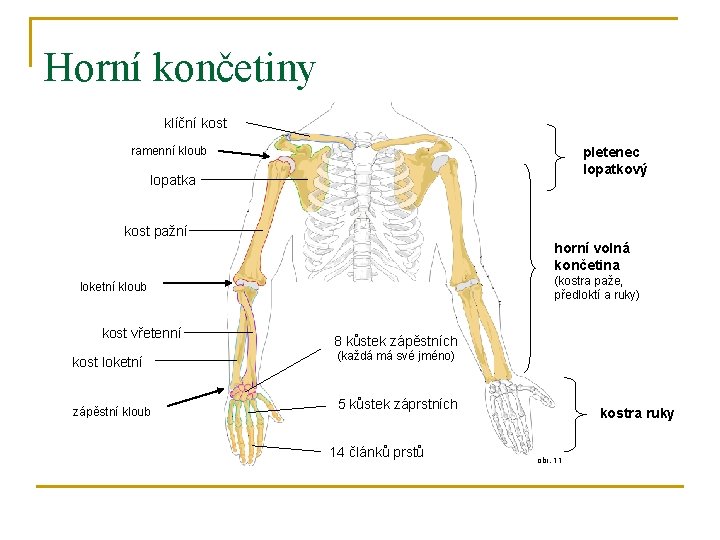 Horní končetiny klíční kost ramenní kloub pletenec lopatkový lopatka kost pažní horní volná končetina