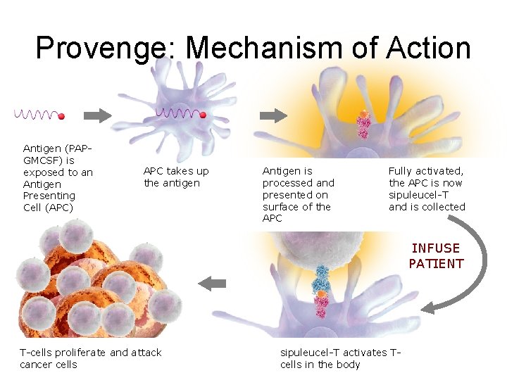 Provenge: Mechanism of Action Antigen (PAPGMCSF) is exposed to an Antigen Presenting Cell (APC) Provenge: Mechanism of Action Antigen (PAPGMCSF) is exposed to an Antigen Presenting Cell (APC)