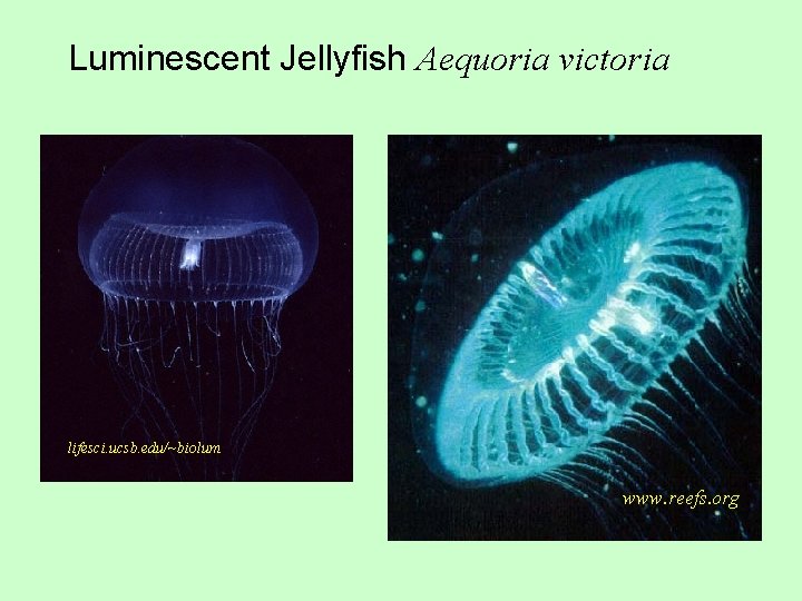 Luminescent Jellyfish Aequoria victoria lifesci. ucsb. edu/~biolum www. reefs. org 