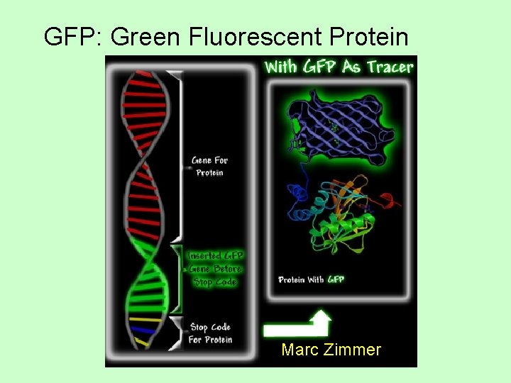 GFP: Green Fluorescent Protein Marc Zimmer 