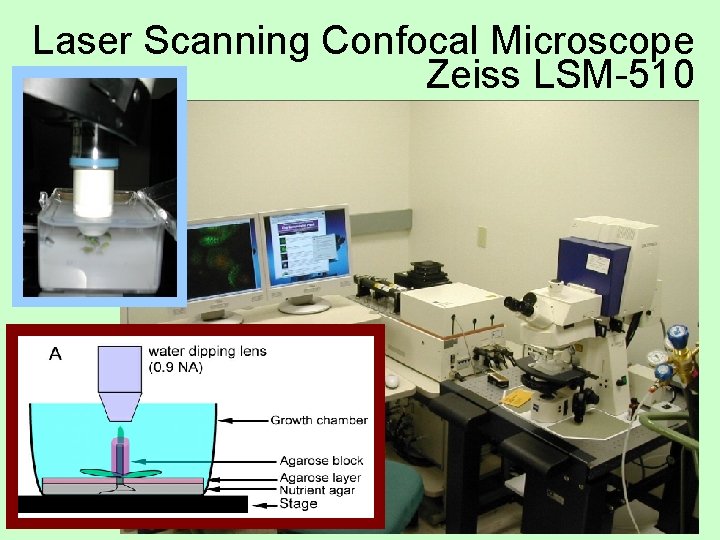 Laser Scanning Confocal Microscope Zeiss LSM-510 Venu Reddy Marcus Heisler 