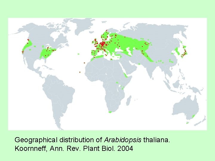 Geographical distribution of Arabidopsis thaliana. Koornneff, Ann. Rev. Plant Biol. 2004 