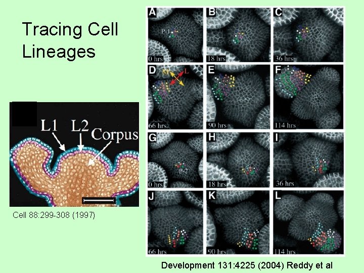 Tracing Cell Lineages Cell 88: 299 -308 (1997) Development 131: 4225 (2004) Reddy et