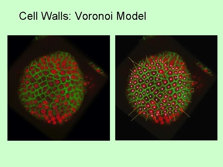Cell Walls: Voronoi Model 