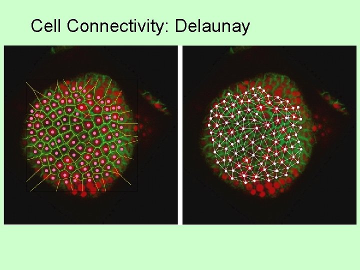 Cell Connectivity: Delaunay 
