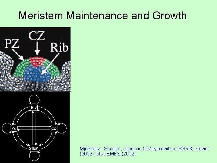 Meristem Maintenance and Growth Mjolsness, Shapiro, Jönnson & Meyerowitz in BGRS, Kluwer (2002); also