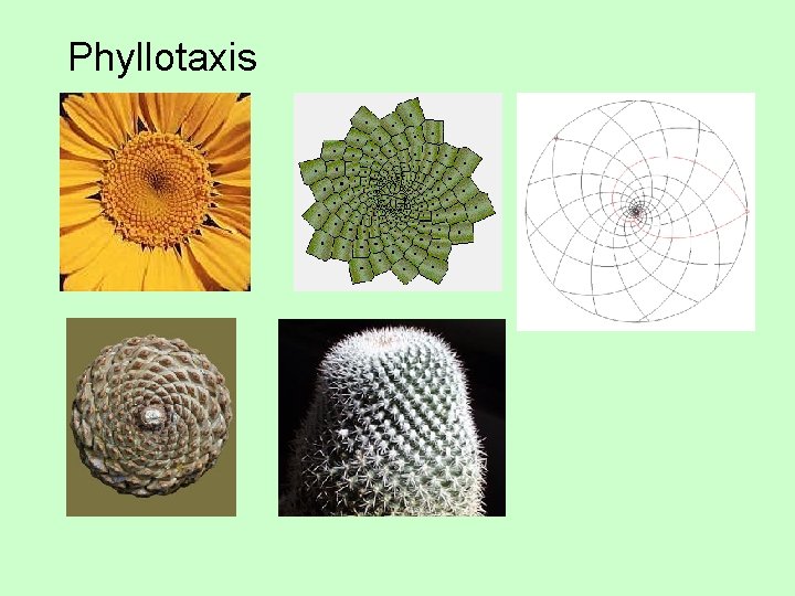 Phyllotaxis 