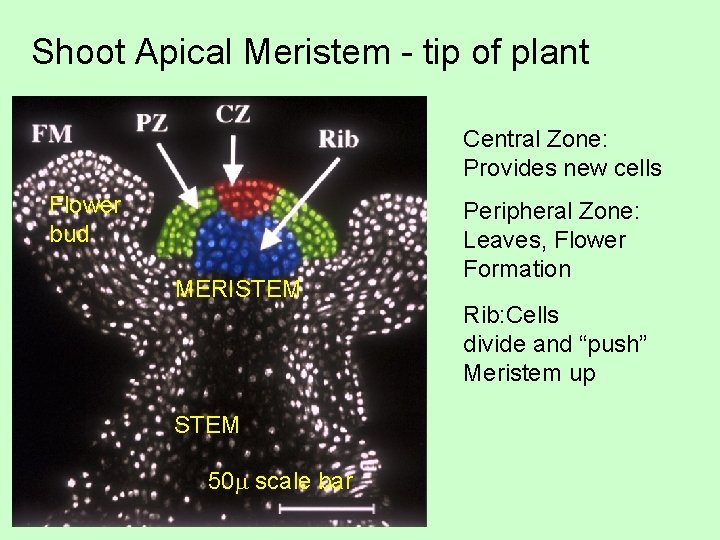 Shoot Apical Meristem - tip of plant Central Zone: Provides new cells Flower bud