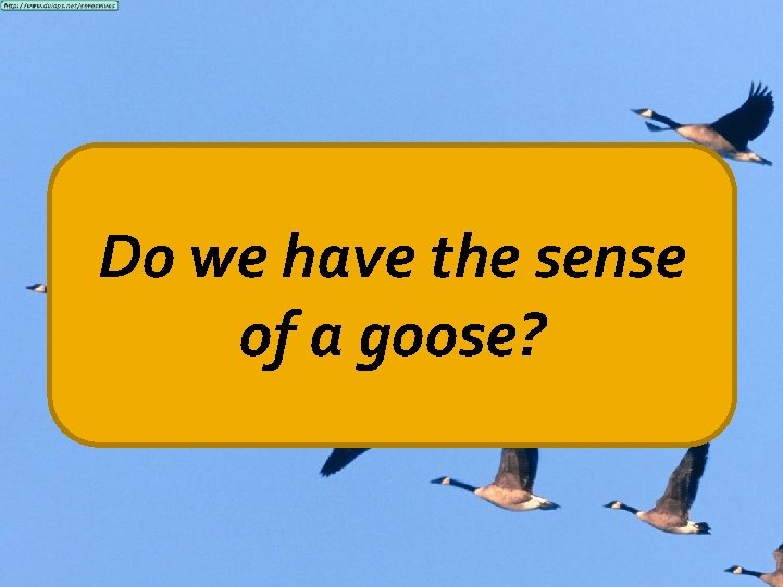 Conclusion Do we have the sense of a goose? 9 