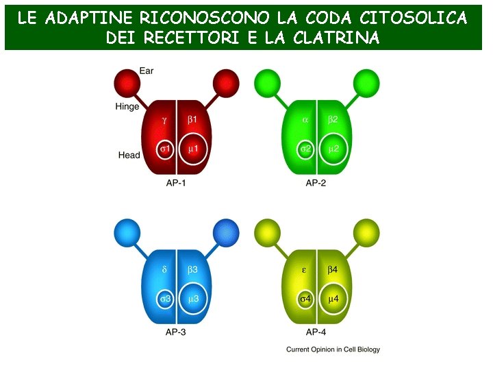 LE ADAPTINE RICONOSCONO LA CODA CITOSOLICA DEI RECETTORI E LA CLATRINA 