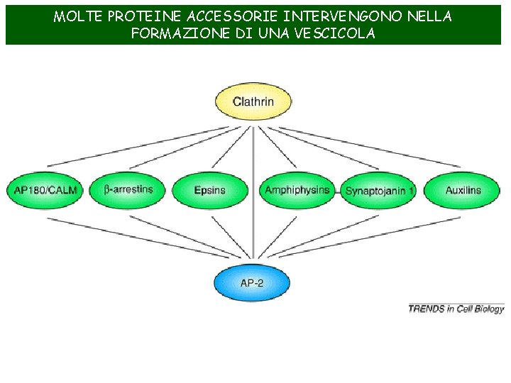 MOLTE PROTEINE ACCESSORIE INTERVENGONO NELLA FORMAZIONE DI UNA VESCICOLA 