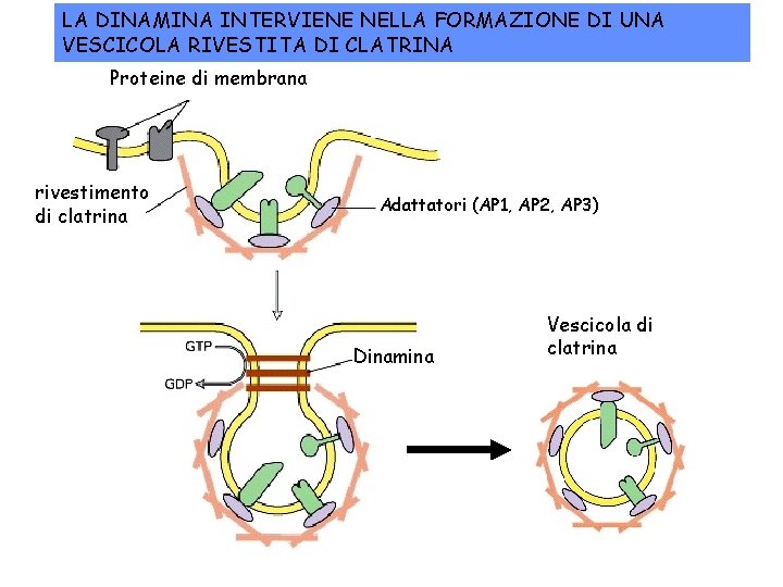 LA DINAMINA INTERVIENE NELLA FORMAZIONE DI UNA VESCICOLA RIVESTITA DI CLATRINA Proteine di membrana