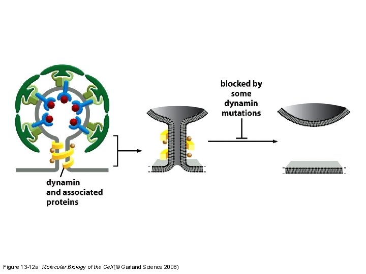 Figure 13 -12 a Molecular Biology of the Cell (© Garland Science 2008) 