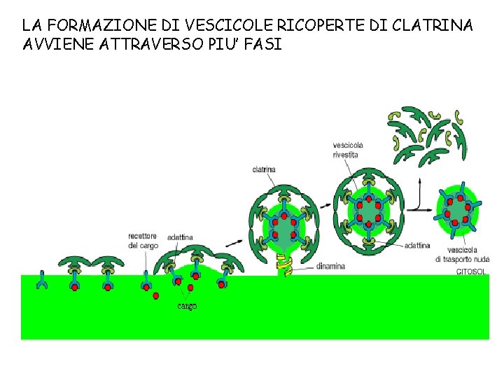 LA FORMAZIONE DI VESCICOLE RICOPERTE DI CLATRINA AVVIENE ATTRAVERSO PIU’ FASI 